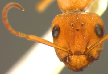 Media type: image;   Entomology 21719 Aspect: head frontal view